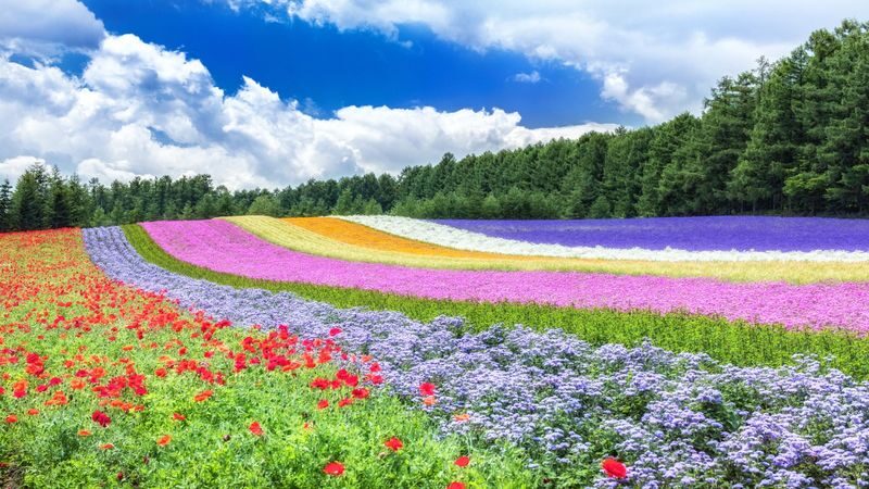 Asahiyama Zoo & Furano Biei Blue Pond Tour - Farm Tomita’s flowers depend on the calendar