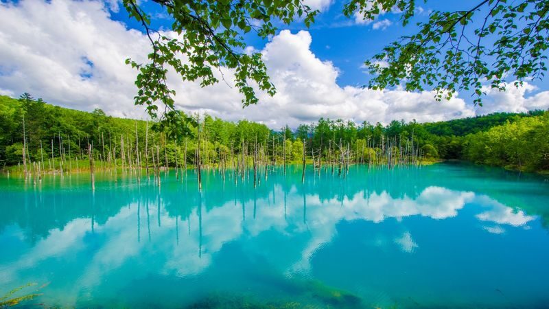Asahiyama Zoo & Furano Biei Blue Pond Tour - Asahiyama Zoo rewards a plan