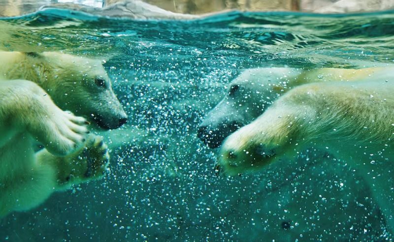 Asahiyama Zoo & Furano Biei Blue Pond Tour - The value comes from transport and convenience