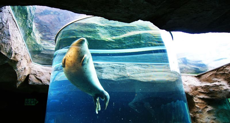 Asahiyama Zoo & Furano Biei Blue Pond Tour - Who should book this Sapporo day trip?