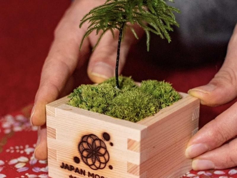 Asakusa Jusen-in Moss art experience - What happens during the activity