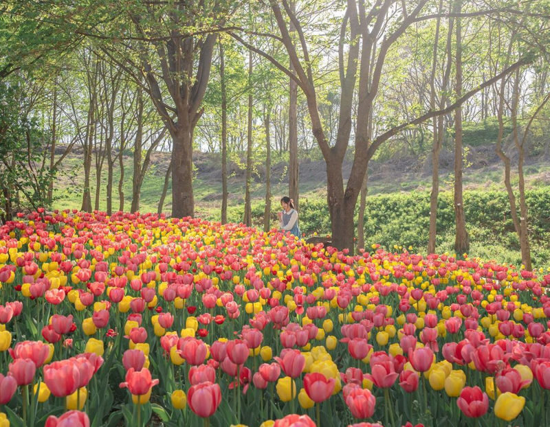 Asan Flower Festival & 500-Year-Old Oeam Folk Village Day tour - A church, a garden, and a village in one day
