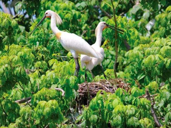 Ascend the River: a Unique Experience From Lisbon to Valada - Exploring the Tejo River