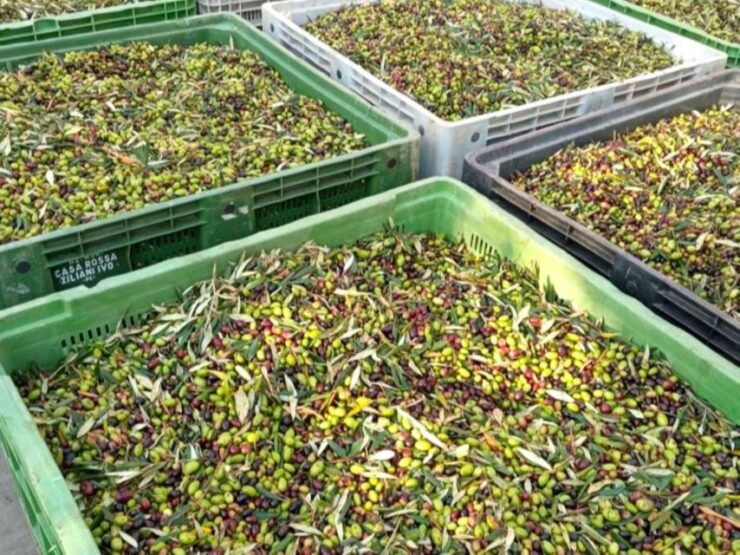 Ascoli Piceno: Olive Oil Tasting With Local Products - Experience Description