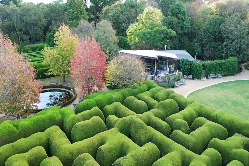 Ashcombe Maze and Lavender Gardens ticket - The hedge maze is the main event