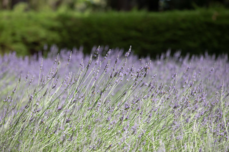 Ashcombe Maze and Lavender Gardens ticket - Lavender color depends on the season