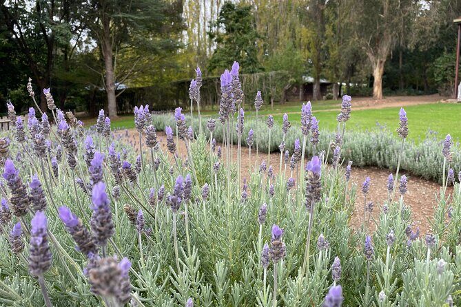 Ashcombe Maze & Lavender Gardens - An In-Depth Look at What You Can Expect