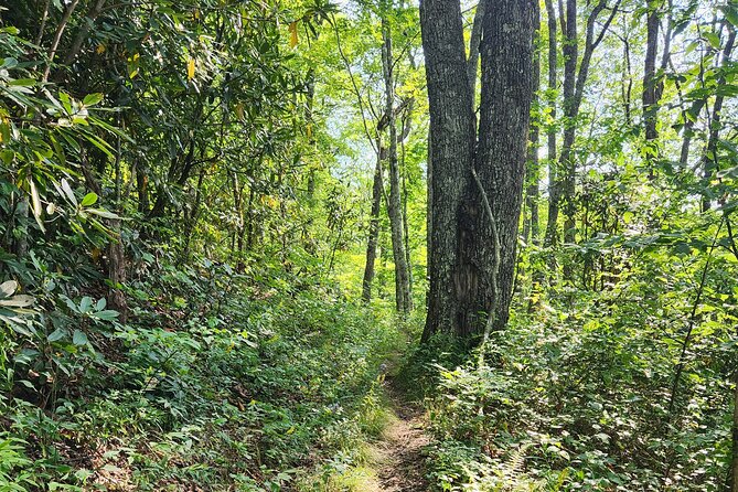 Asheville: Private Half-Day Hike - Common Questions