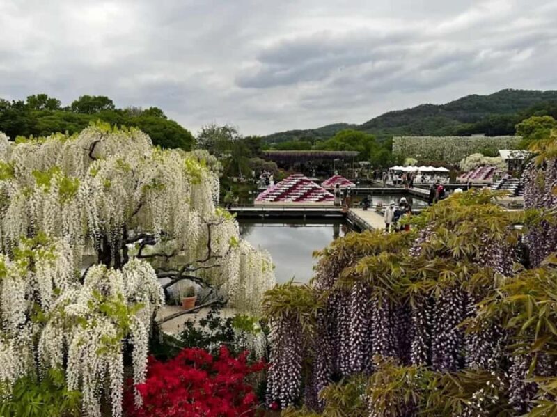 Ashikaga Flower Park Entry Ticket - Discovering the Beauty of Ashikaga Flower Park: A Complete Guide