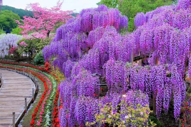 Ashikaga Flower Park Entry Ticket - Who Will Love This Tour?