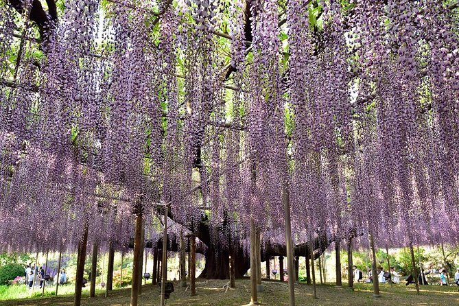 Ashikaga Flower Park Private Day Tour - Additional Information
