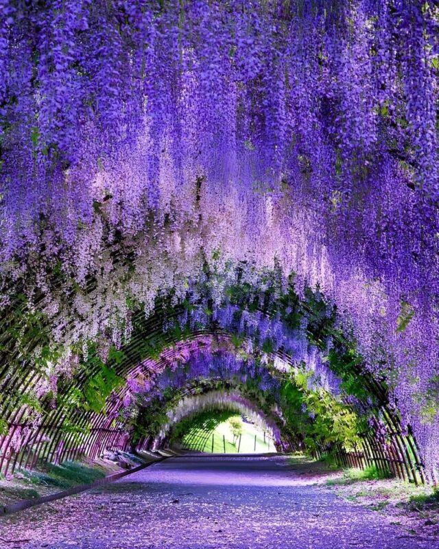 Ashikaga Flower Park & Sano Outlets Full-Day Private Tour - Two Tochigi stops in one day