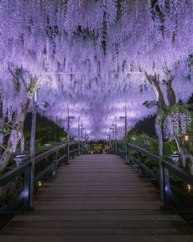 Ashikaga Flower Park & Sano Outlets Full-Day Private Tour - A private outing for families and groups
