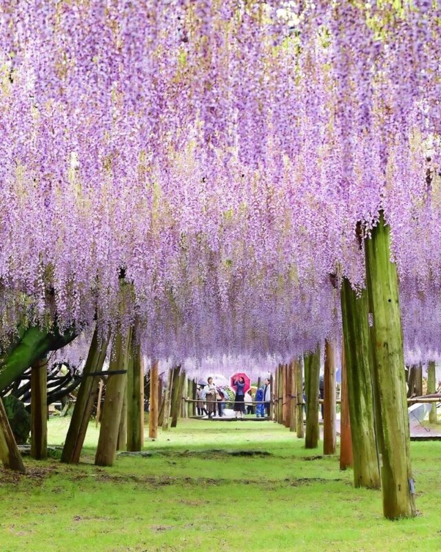 Ashikaga Flower Park & Sano Outlets Full-Day Private Tour - Is $370 a fair starting point?