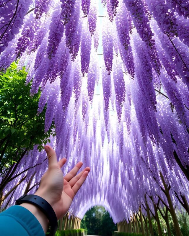 Ashikaga Flower Park & Sano Outlets Full-Day Private Tour - Booking and cancellation details