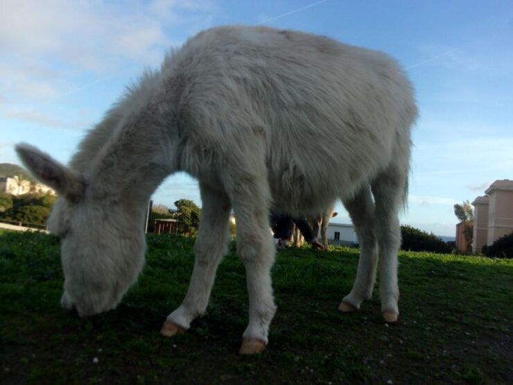 Asinara by Bike: Bike Tour to Discover the Park - Tour Experience