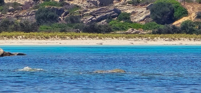 Asinara by Boat: Half-Day Morning Tour among crystal clear waters - Introduction
