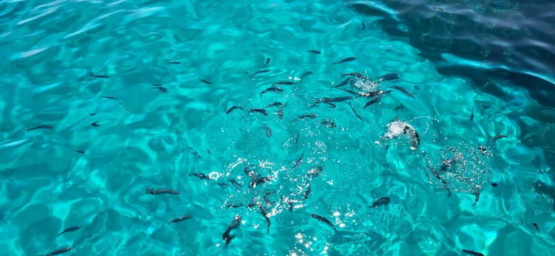 Asinara by Boat: Half-Day Morning Tour among crystal clear waters - What’s Included and What’s Not