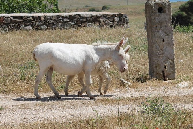 ASINARA ISLAND TOUR - Full Day (Off Road Tour in the National Park) - Exploration of Park