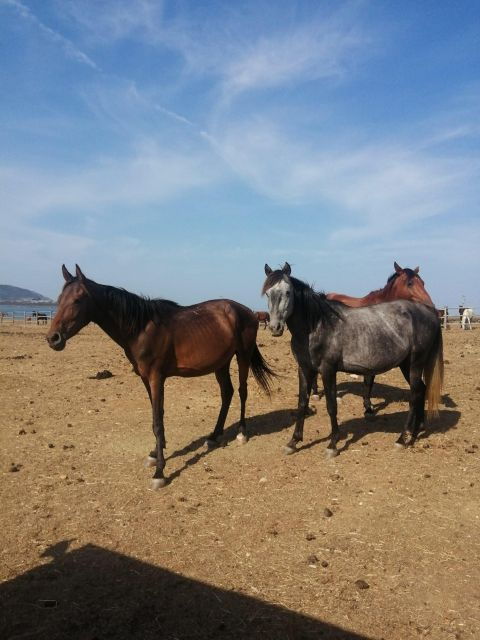 Asinara National Park: Full Day Off-Road Tour - Customer Reviews