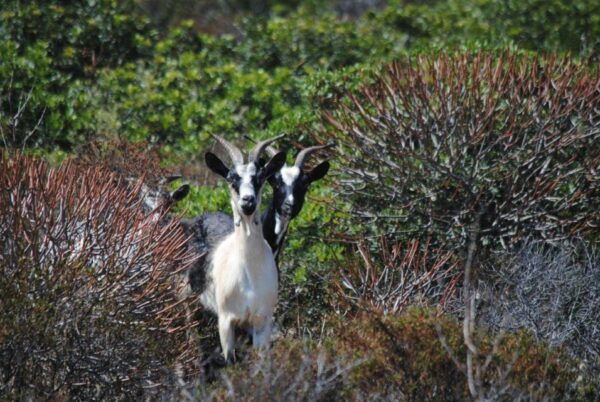 Asinara National Park: Full Day Off-Road Tour - Frequently Asked Questions