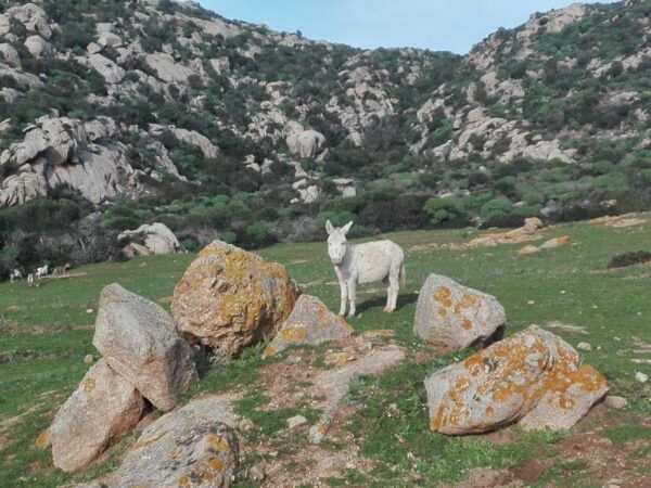 Asinara National Park: Full Day Off-Road Tour - The Sum Up