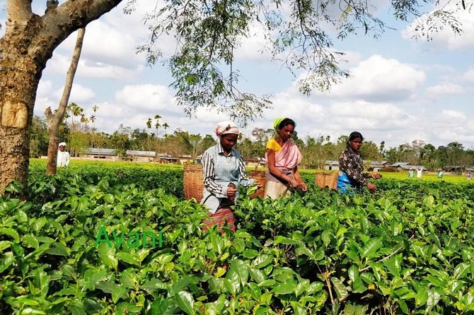 Assam Tea Tour, Wildlife, Tribal Village & Tea Bungalow Stay 2 Nights 3 Days - Pickup Information