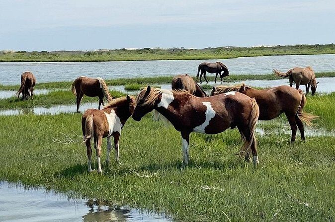 Assateague Island Cruise Departs from Ocean Pines - Who Will Love This Tour?