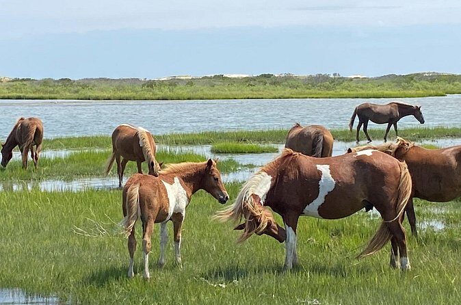 Assateague Island Cruise Departs from Ocean Pines - FAQ