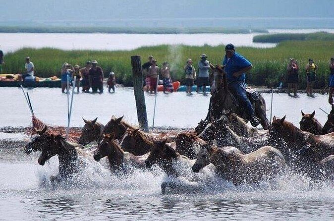 Assateague Island Kayak Tours and Ponies Experience - An In-Depth Look at the Tour Experience