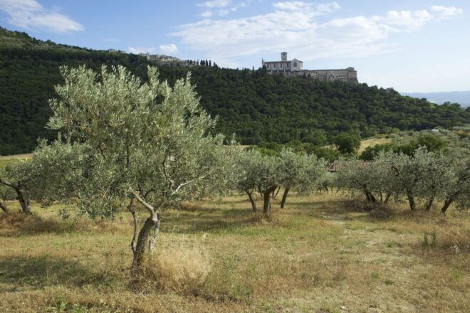 Assisi: Bosco Di San Francesco Entry Ticket - Full Description of Bosco Di San Francesco