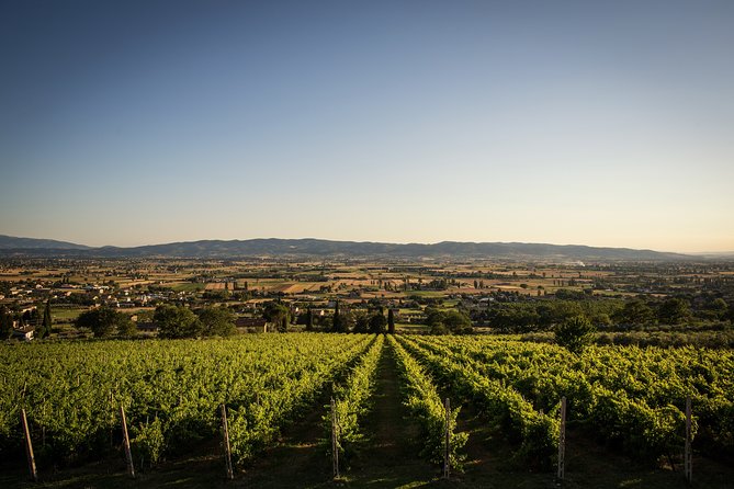 Assisi Panoramic Outdoor Wine Tasting - Additional Information and Directions