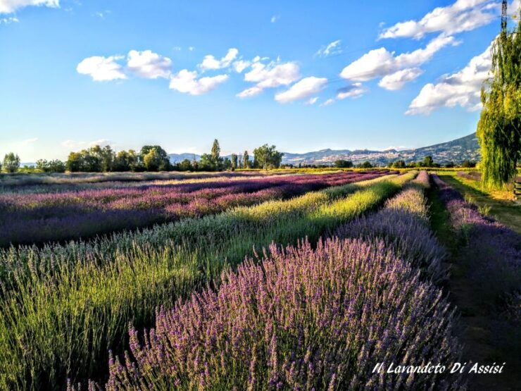 Assisi Rental Vespa '150cc - Full Day - Activity Details