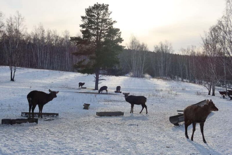 Astana: Burabay Nature, Wine, Cheese, and Horseback Ride - Visiting the Maral Farm: A Peaceful Encounter