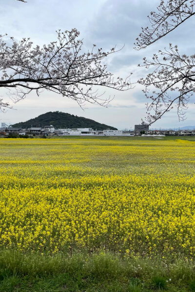 Asuka: Discover Origin of Japan–Historical Site and Nature - Exclusions to Consider