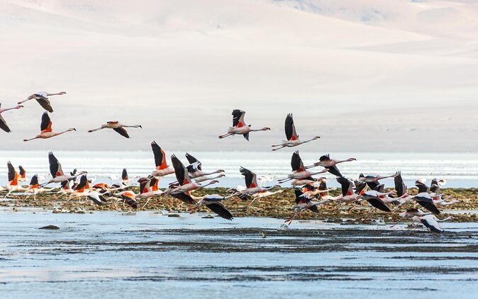 Atacama's Puna Salt Flats Adventure Awaits - Tour Highlights