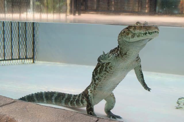Atagawa Tropical & Alligator Garden Ticket in Higashiizu - At a glance