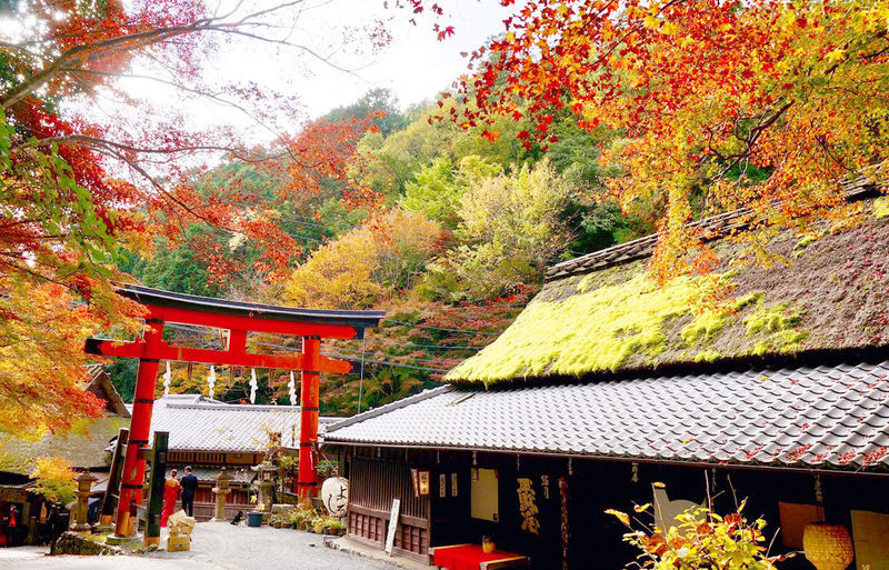 Atago Nenbutsuji Temple/Jojakkoji Temple & Katsuoji Temple & Arashiy - Arashiyama: choose your own three-hour route