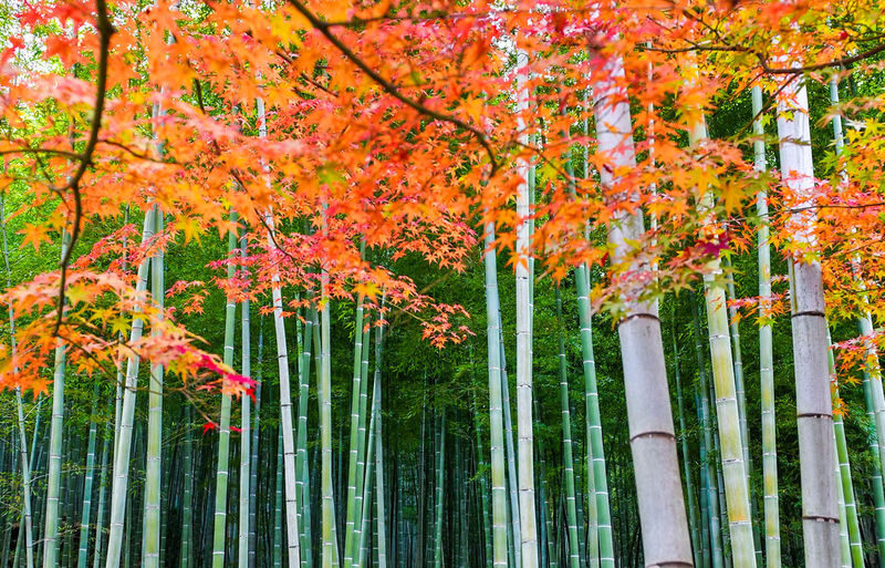 Atago Nenbutsuji Temple/Jojakkoji Temple & Katsuoji Temple & Arashiy - Price, extra costs, and the real value