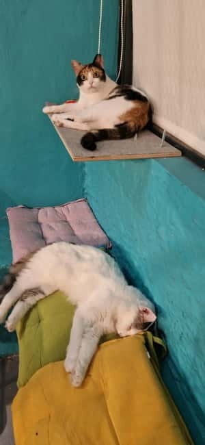 Athens: Cat Cafe Visit with Drink and Sweet - Good To Know