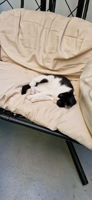 Athens: Cat Cafe Visit with Drink and Sweet - An In-Depth Look at the Athens Cat Café Experience