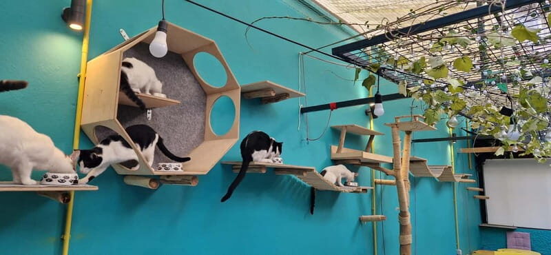 Athens: Cat Cafe Visit with Drink and Sweet - FAQ