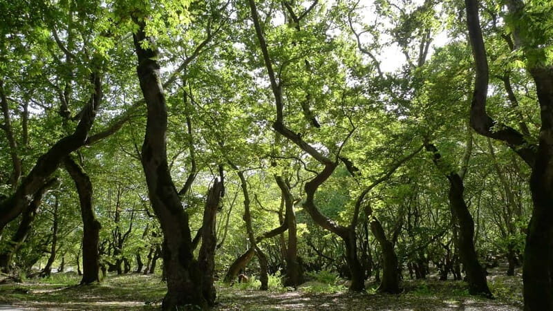 Athens: Kalavrita UNESCO Global Geopark & Pounta Beach Swim - Good To Know