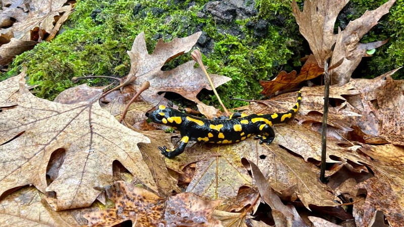 Athens: Kalavrita UNESCO Global Geopark & Pounta Beach Swim - The Sum Up