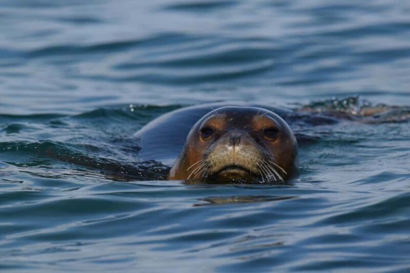 Athens: Lichadonisia Islets Beach Day with Short Boat Ride - FAQ