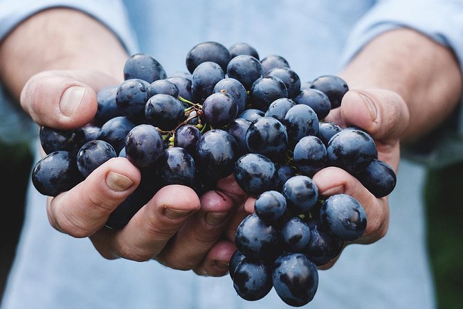 Athens Private Wine Tasting Tour - Dionysian Grapes - What To Expect