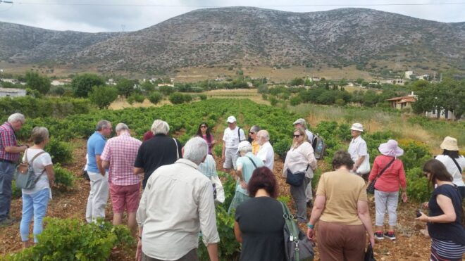 Athens: Private Wine Tour and Lunch at the Seaside - Additional Information