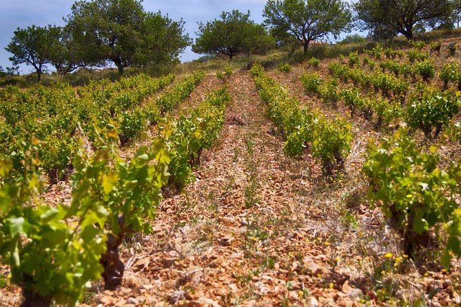 Athens Private Wine Tour and Lunch in a Seaside Tavern - Cancellation Policy