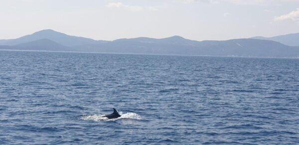 Athens: Riviera Catamaran Tour With Meal and Drinks - The Sum Up