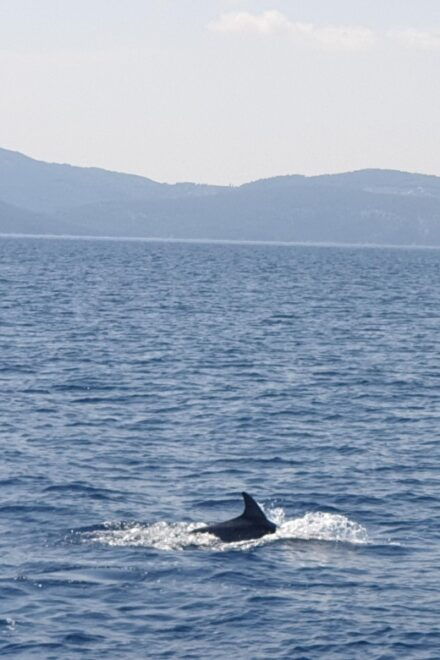 Athens Riviera Private Catamaran Cruise With Meal and Drinks - Important Information